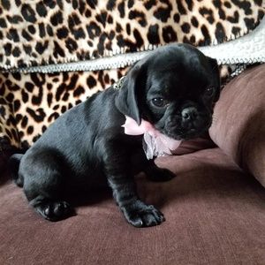 Meet your Posher, Brit